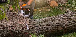 Best Arborist Consultation Services  in Morgantown, PA