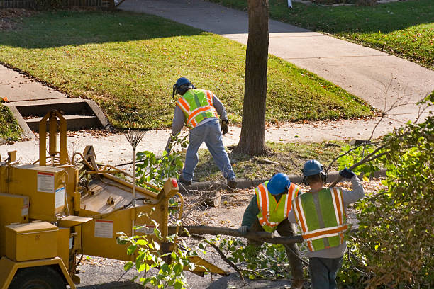 Professional Tree Care  in Morgantown, PA