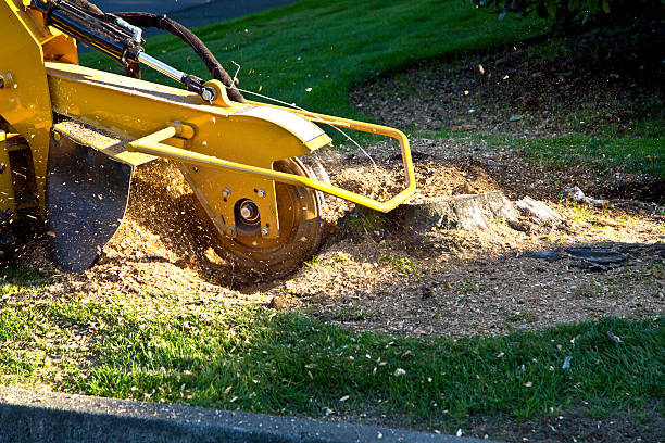 Best Tree Mulching  in Morgantown, PA